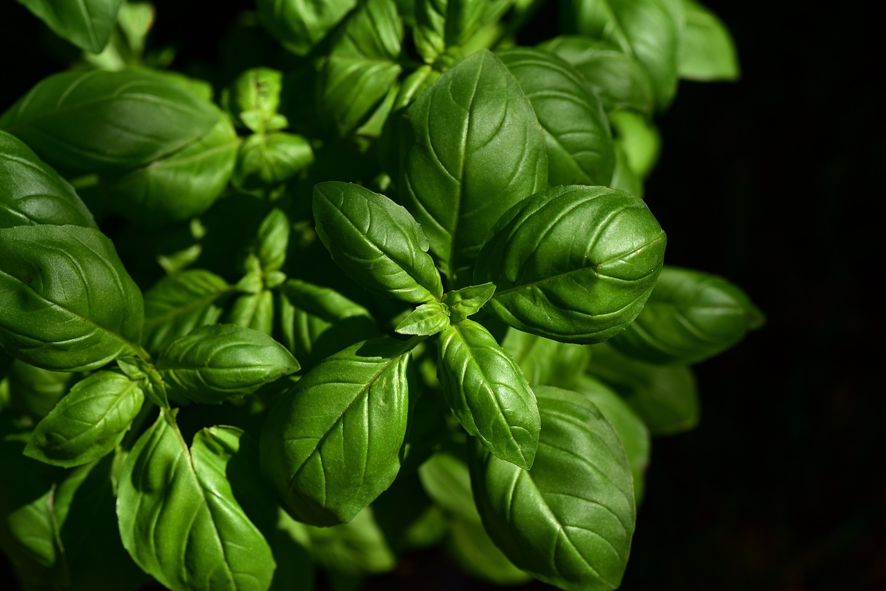 ¿Dónde plantar albahaca sol o sombra?