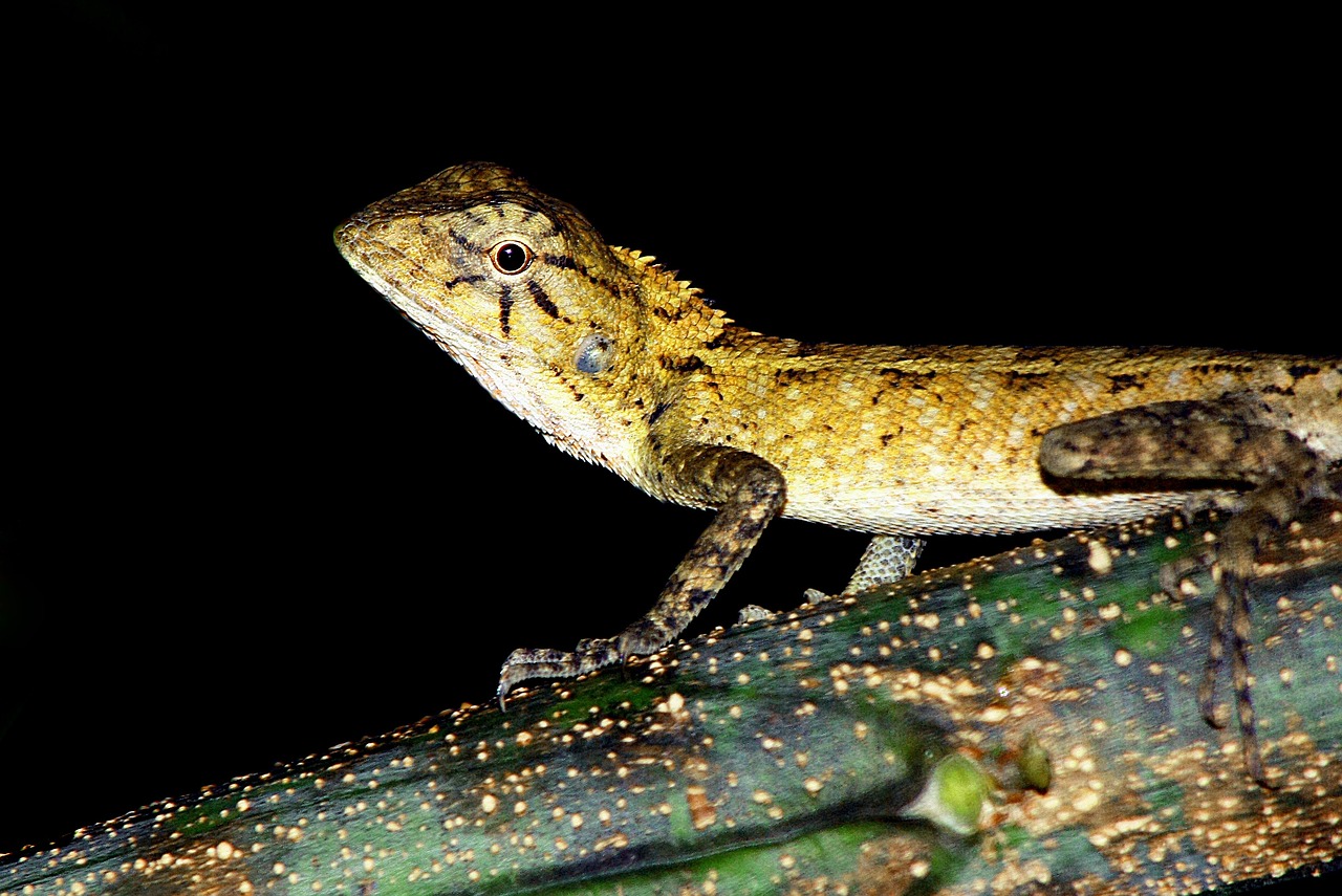 ¿Cómo eliminar el bicho blanco de las plantas?