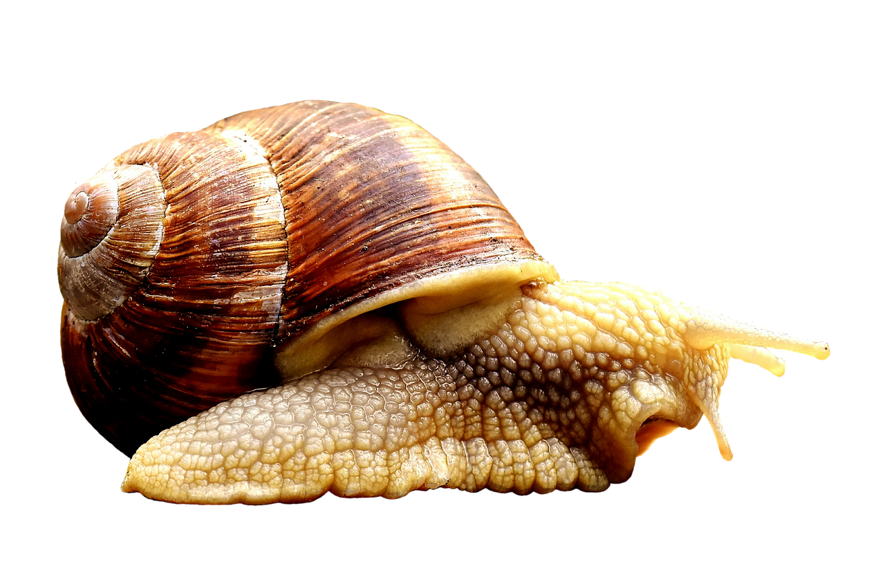 ¿Cómo eliminar los caracoles para siempre?