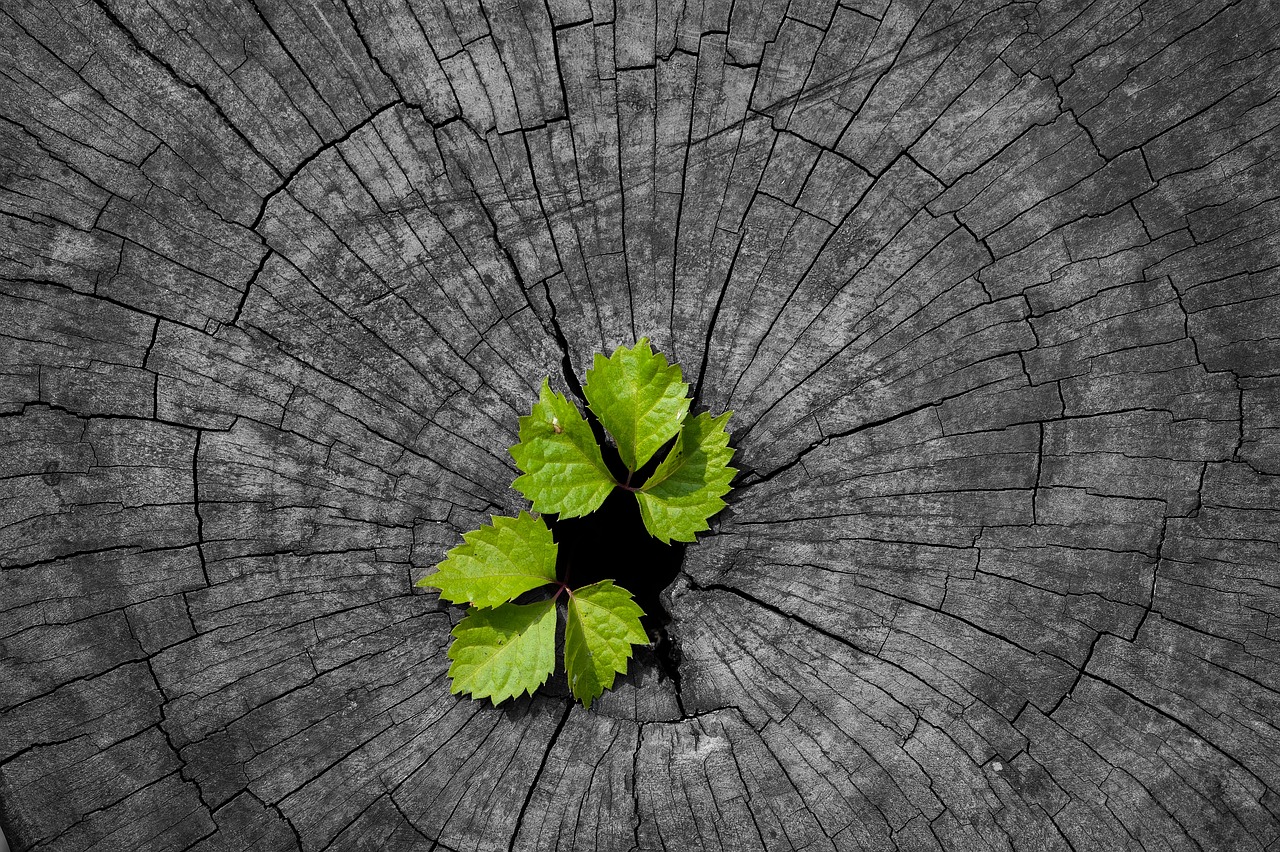 ¿Cómo hacer germinar una rosa cortada?