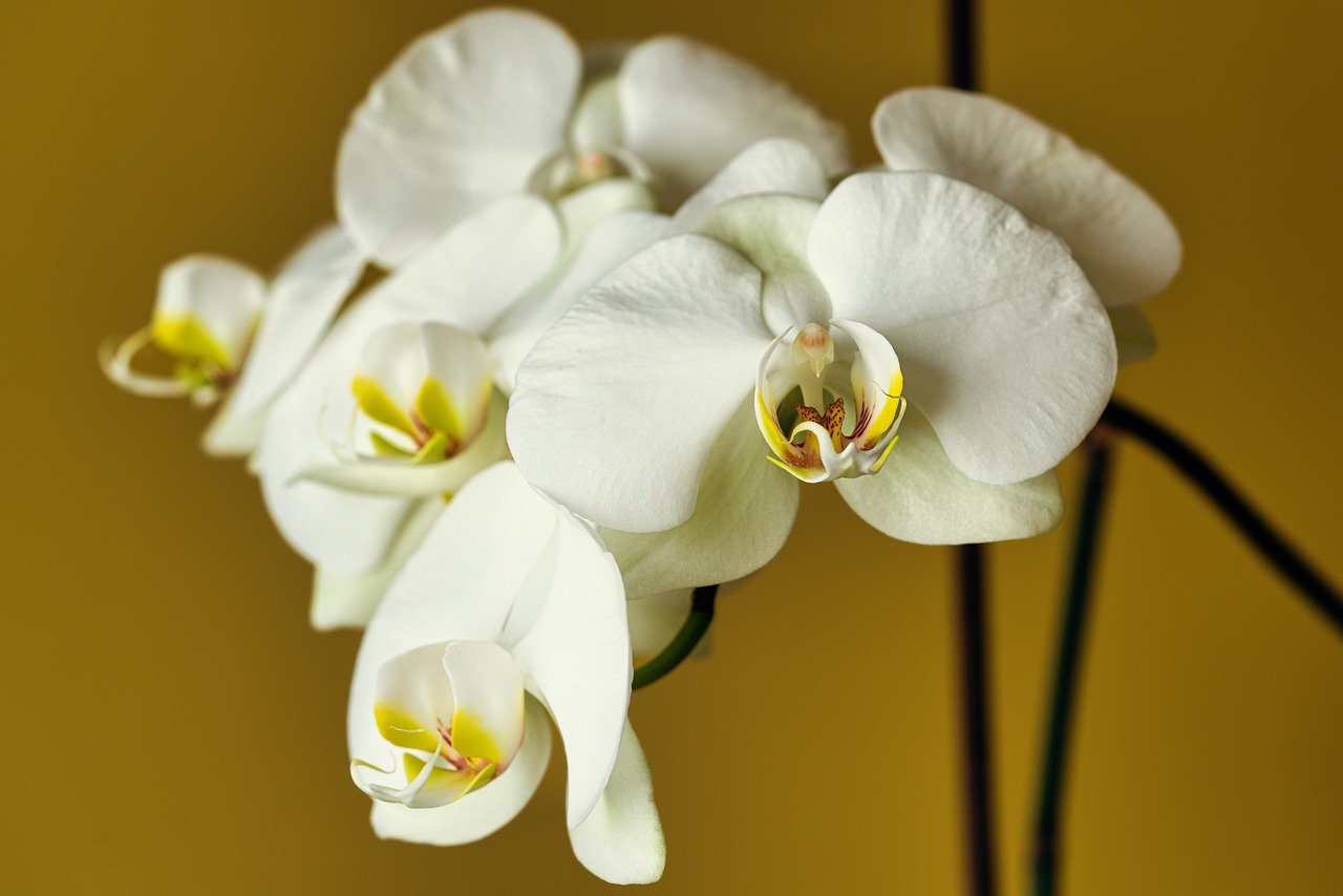 ¿Cómo se reproduce la planta de orquídea?