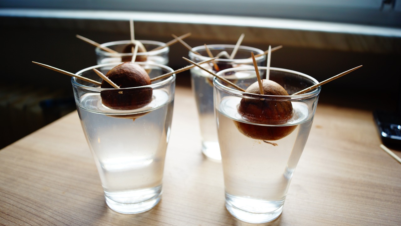 ¿Cómo Cómo germinar una semilla de aguacate?