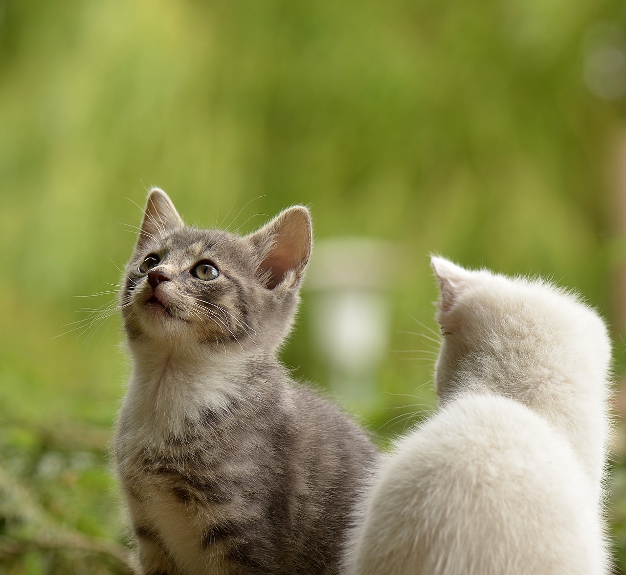 ¿Cómo me deshago de los gatos en mi casa?