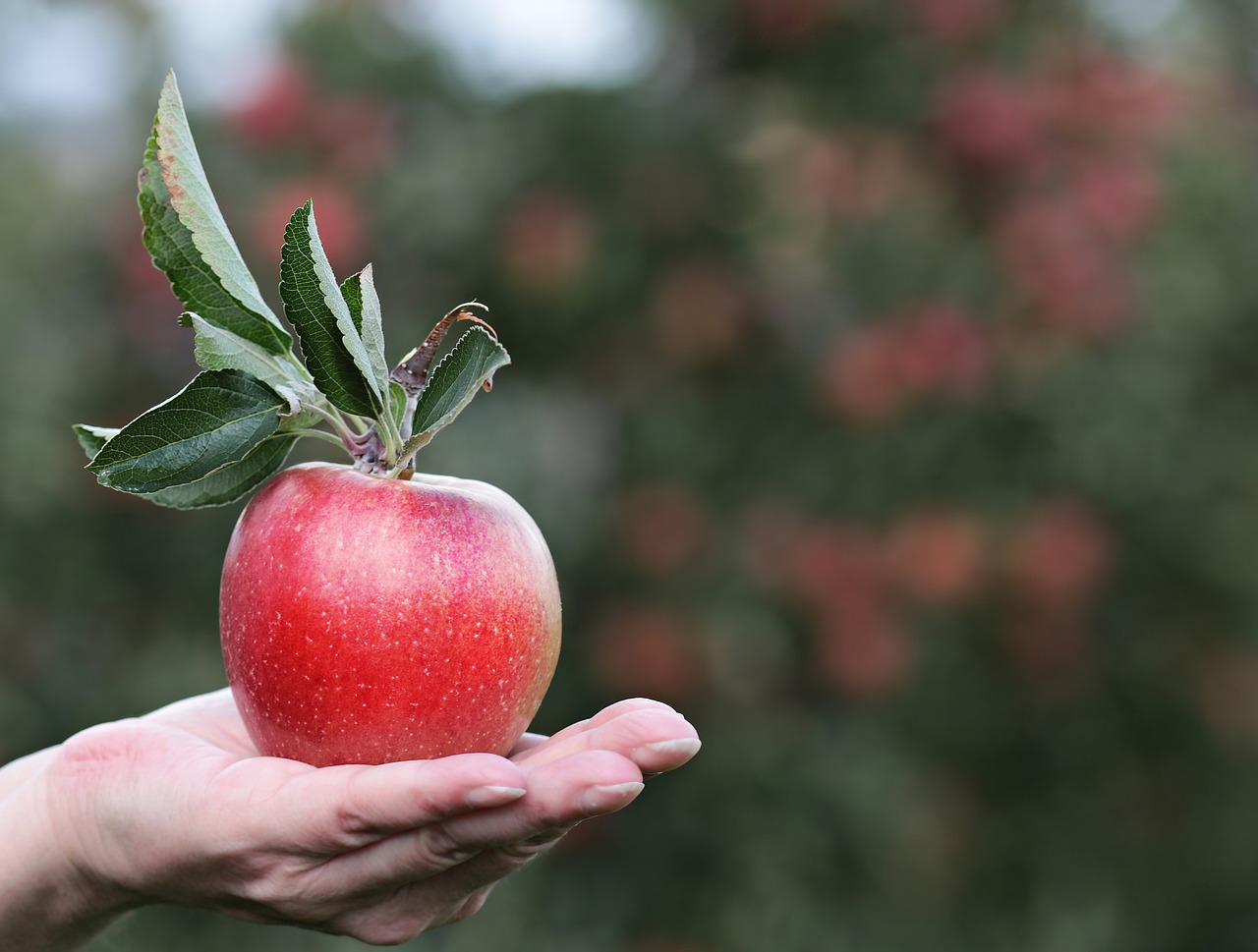 ¿Cómo se llama al terreno con árboles frutales?