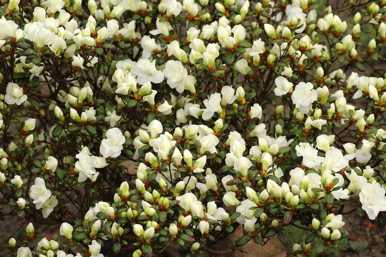 ¿Dónde poner las azaleas?