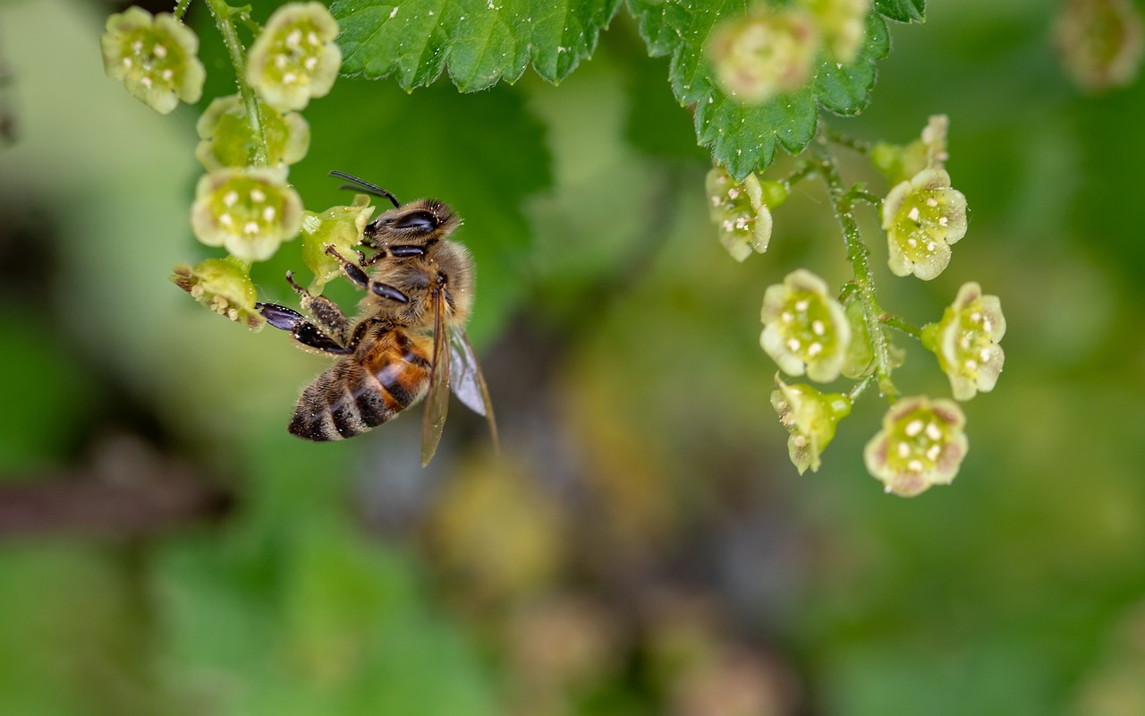 ¿Cómo espantar abejas de forma natural?
