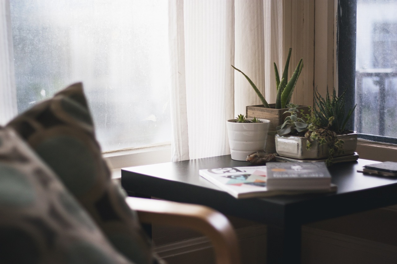 ¿Cómo salvar un cactus que se puso amarillo?