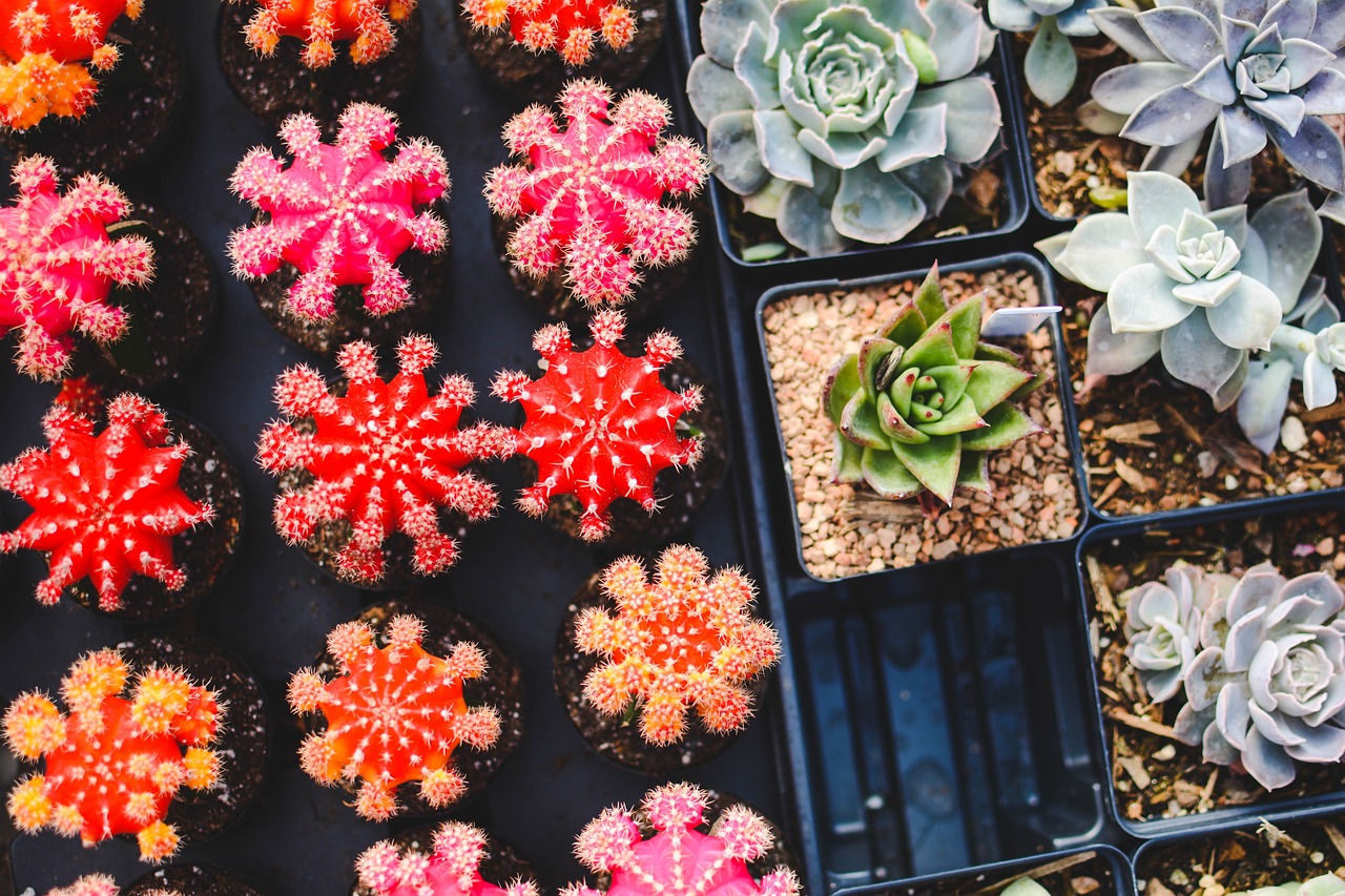 ¿Cómo se llama el cactus que es redondo?