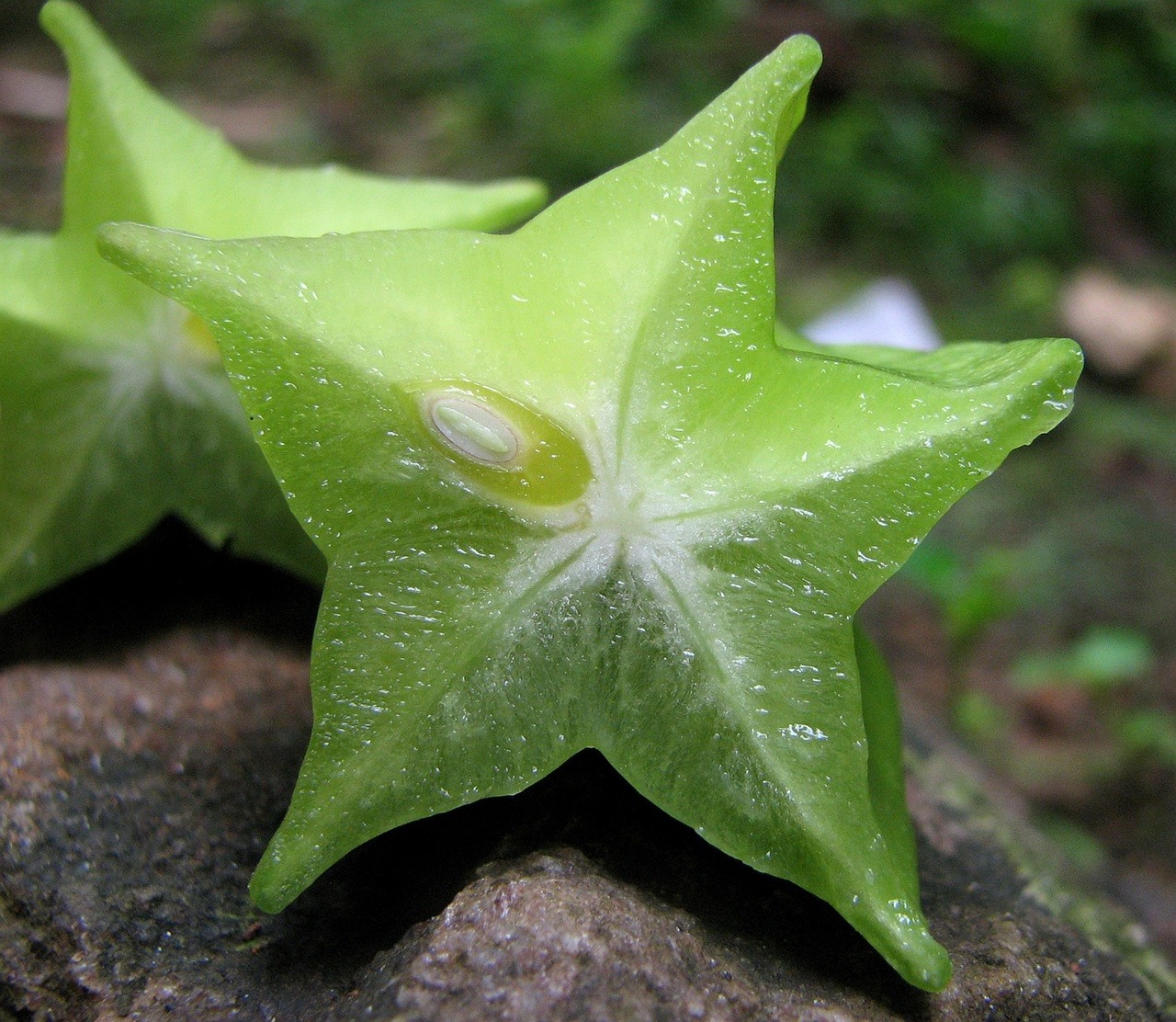 ¿Cómo se llama la carambola en España?