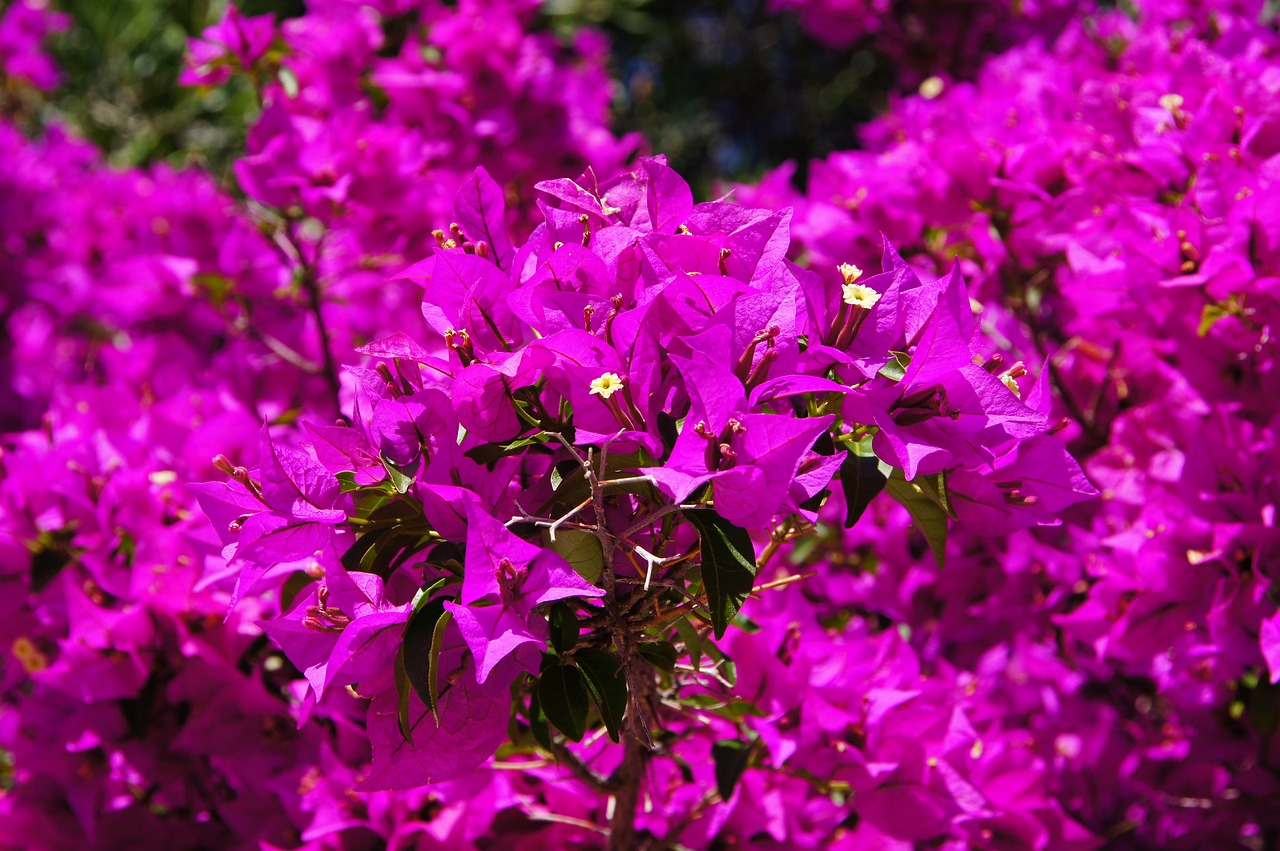 ¿Cuándo echa flor La buganvilla?