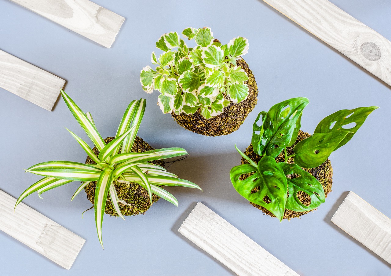 ¿Cuánto tiempo puede durar una kokedama?