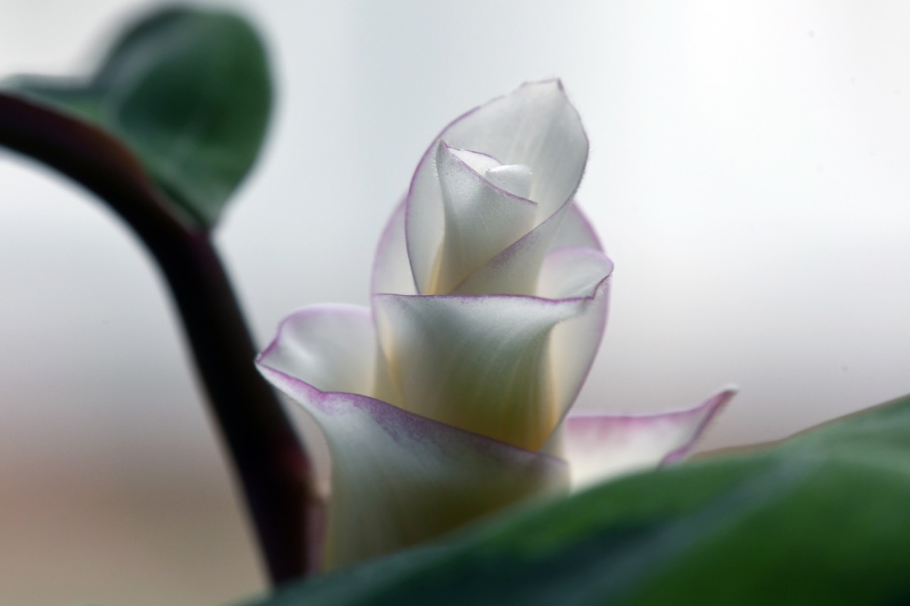 ¿Dónde ubicar una calathea?