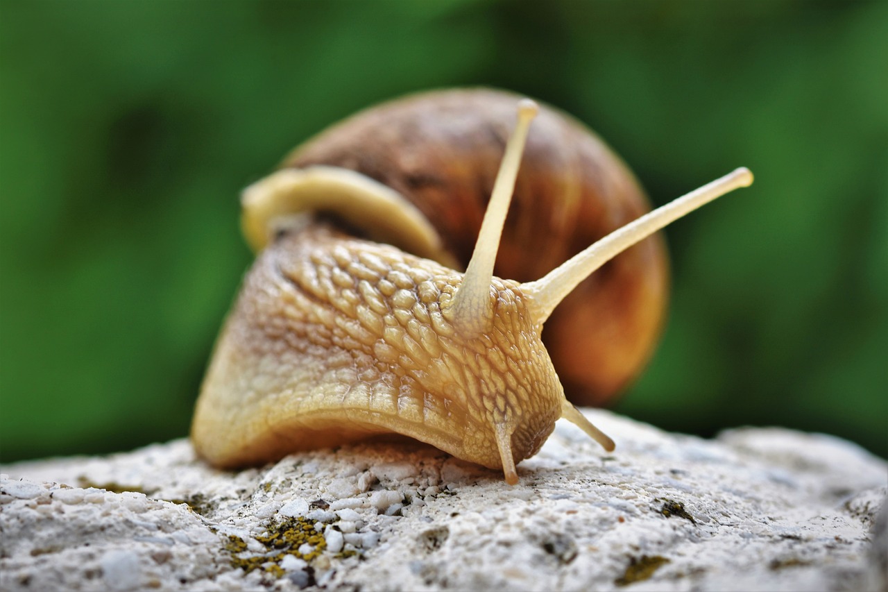 ¿Qué pasa si tengo un caracol en casa?