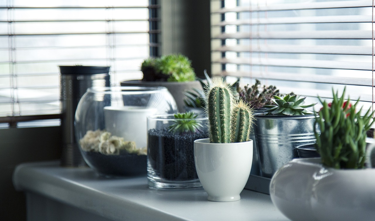 ¿Qué plagas atacan a los cactus?