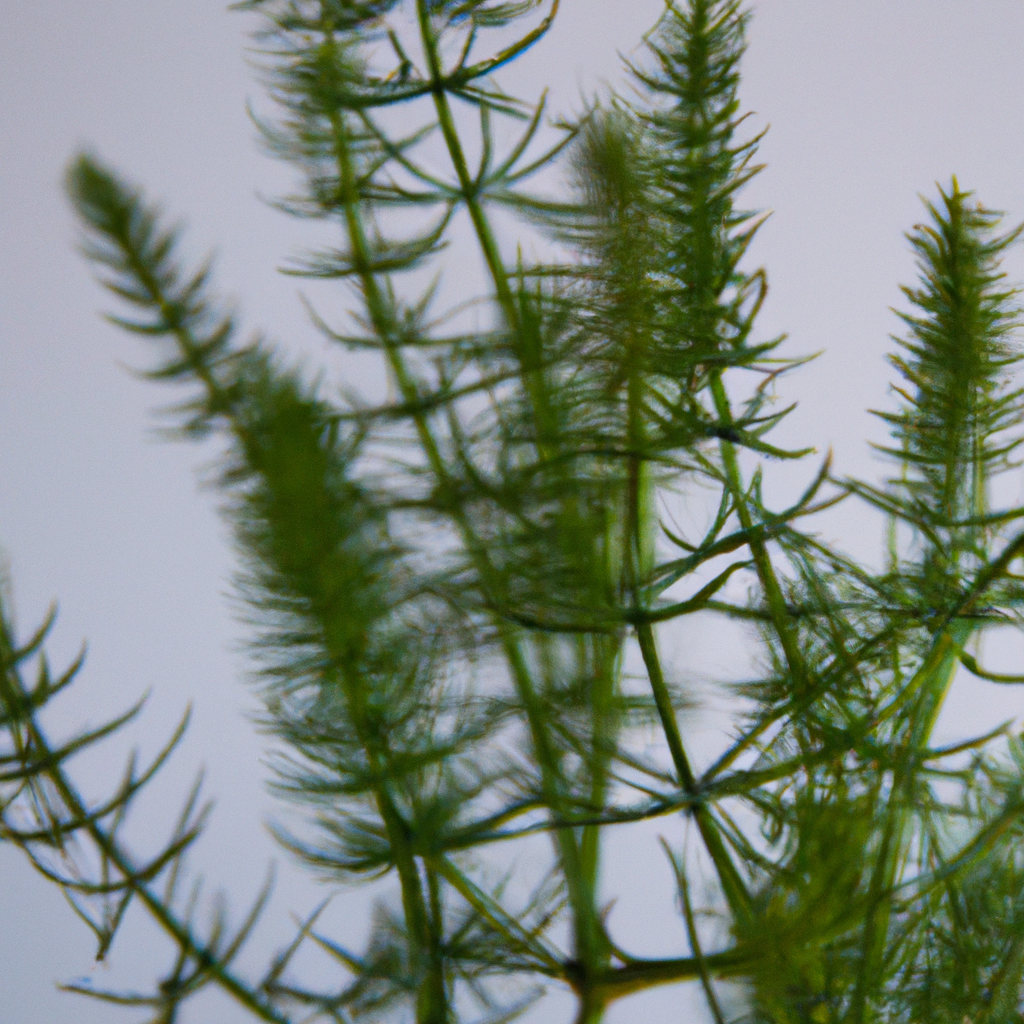¿Cómo cuidar la esparraguera Plumosa?