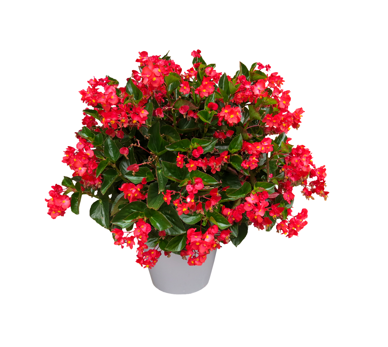 ¿Cómo cuidar la flor la begonia?