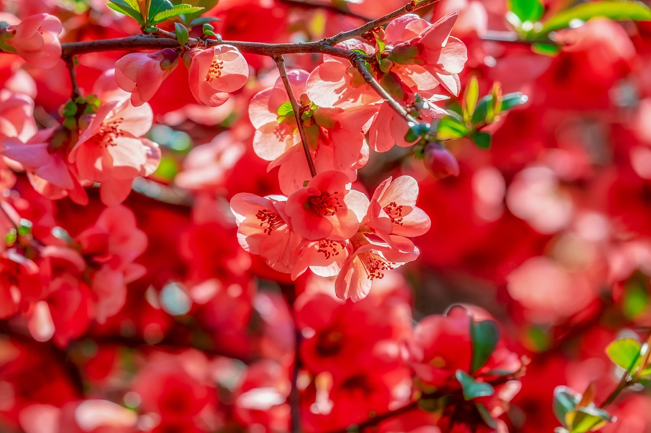 ¿Cuánto crece un árbol de membrillo?
