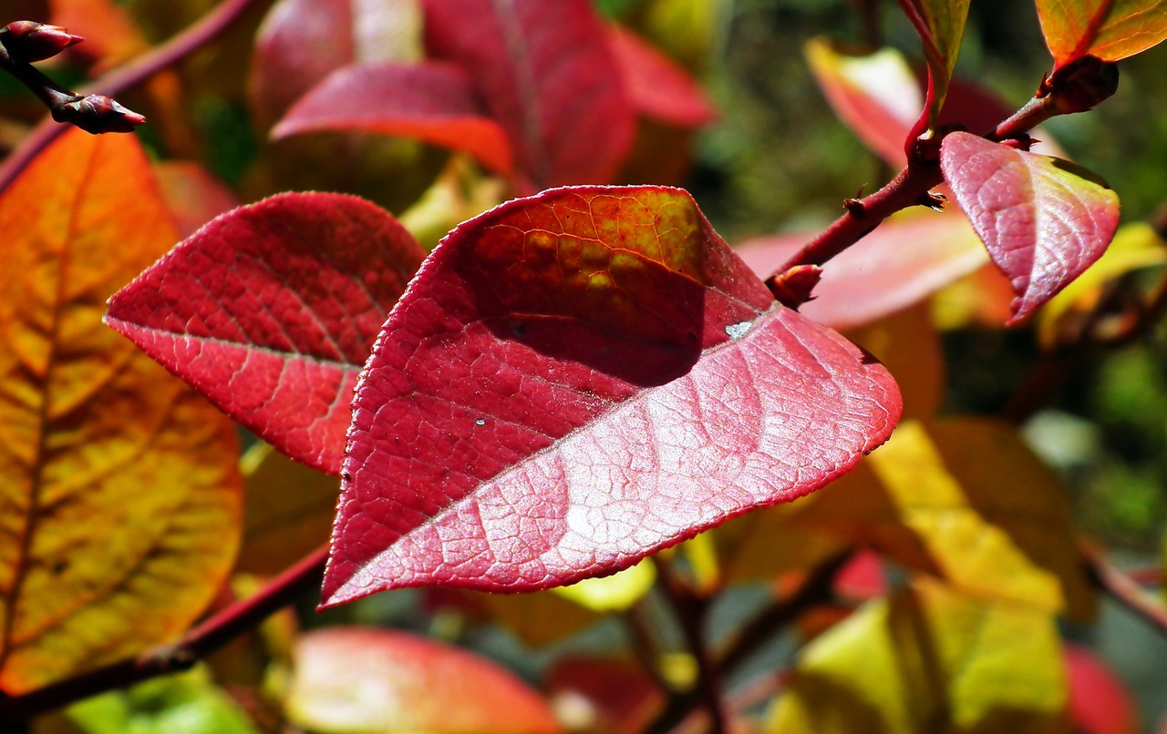 ¿Cuánto tiempo tarda un árbol de arándano en dar fruto?