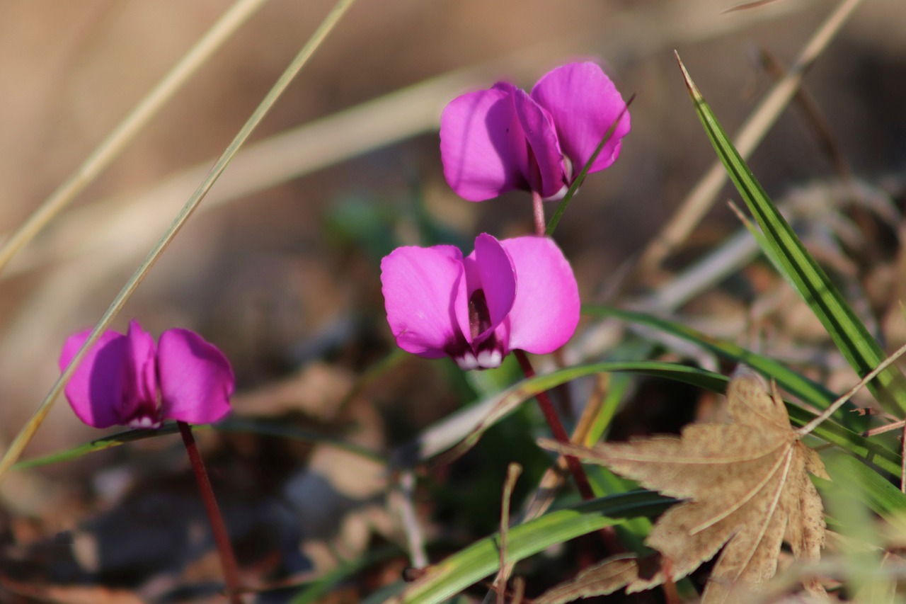 Do cyclamen come back every year?