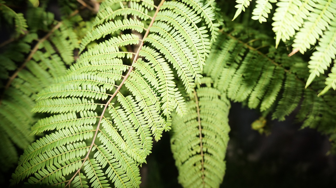 ¿Dónde plantar un jacaranda?