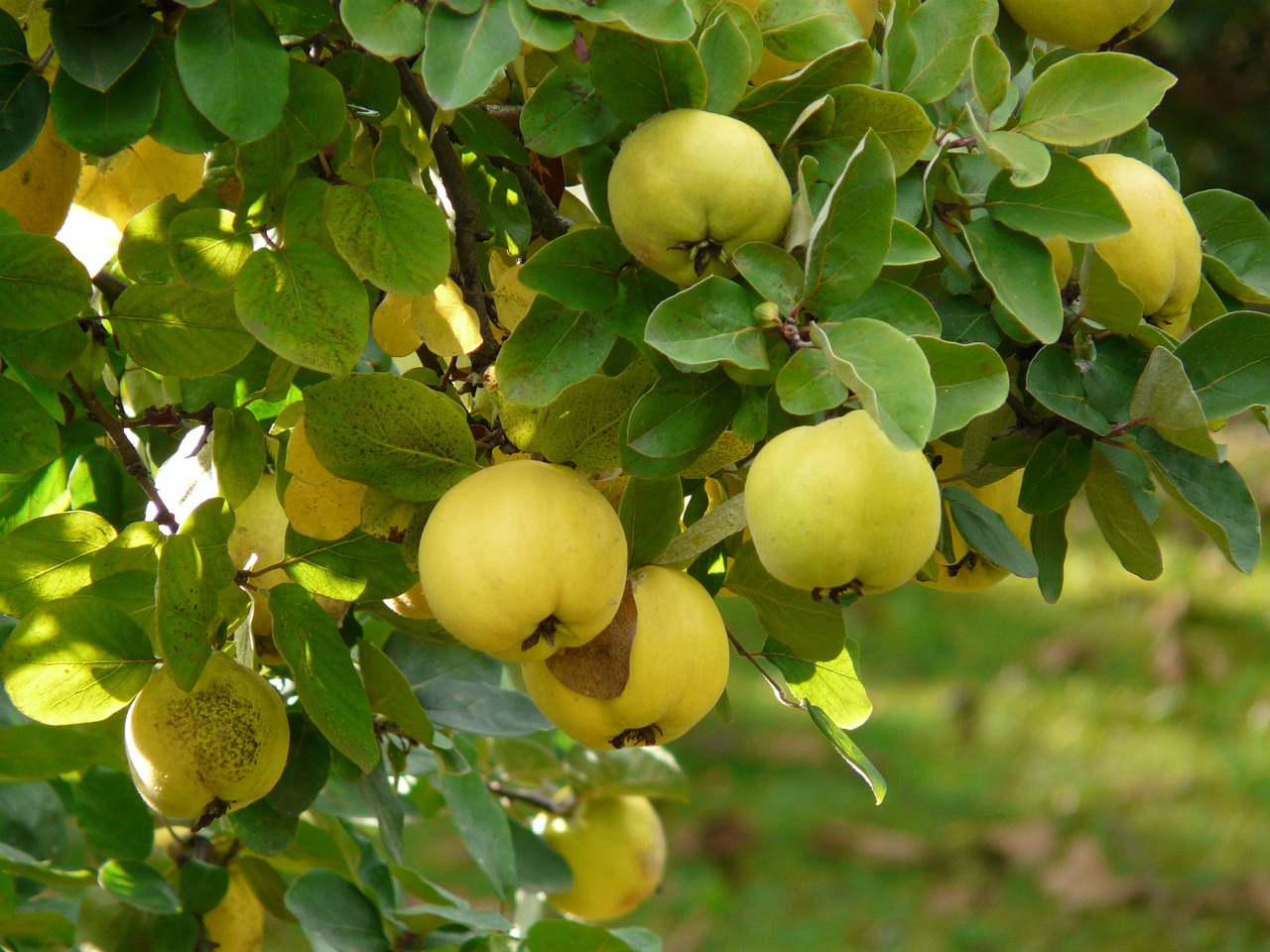 ¿Dónde se da el árbol de membrillo?
