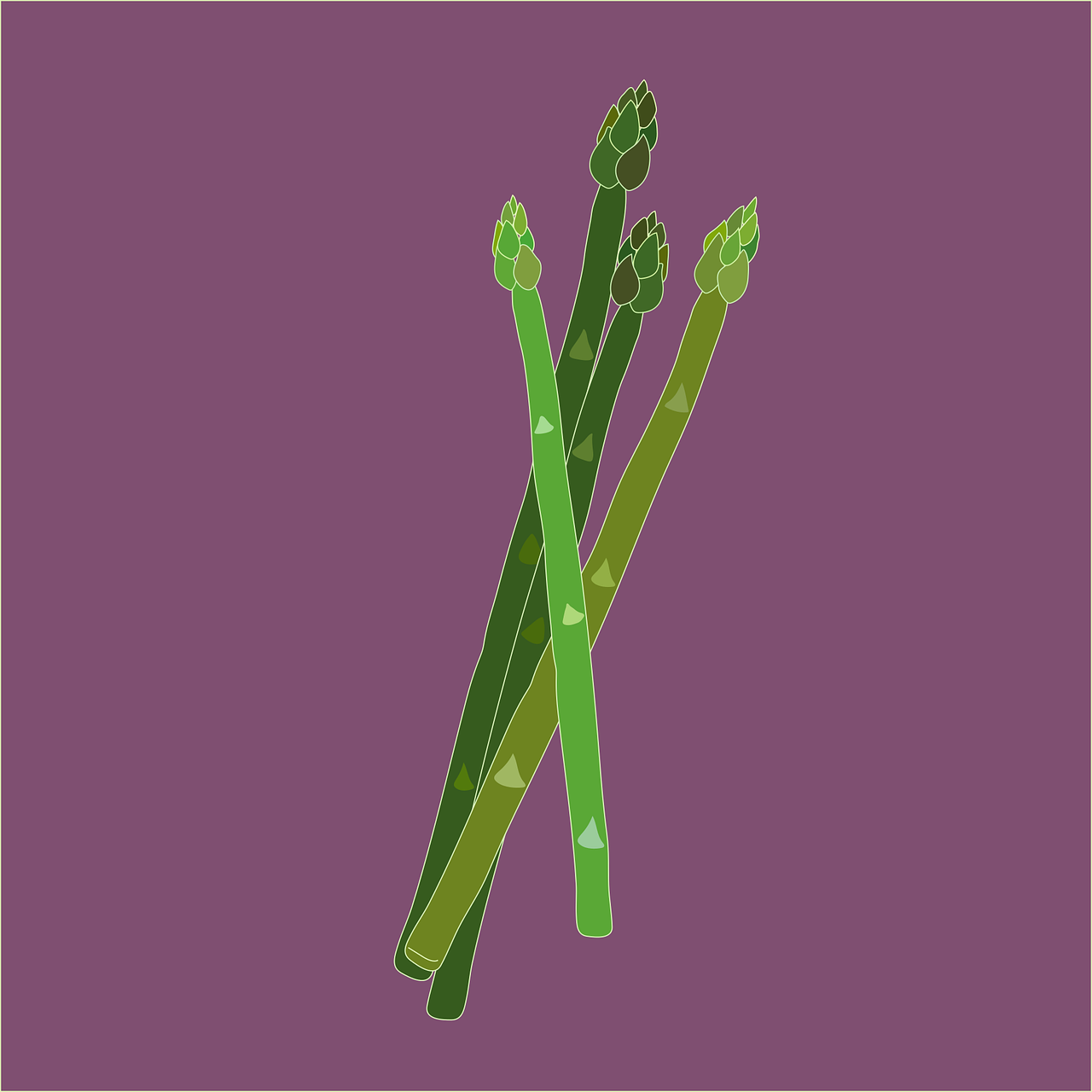 ¿Cómo cuidar la planta Asparagus?