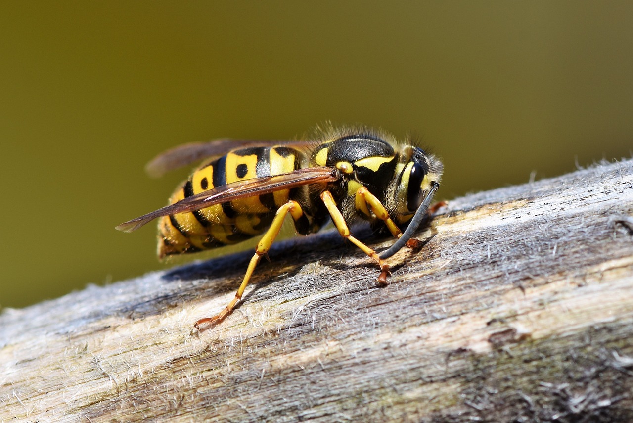 ¿Cómo eliminar las avispas de la madera?