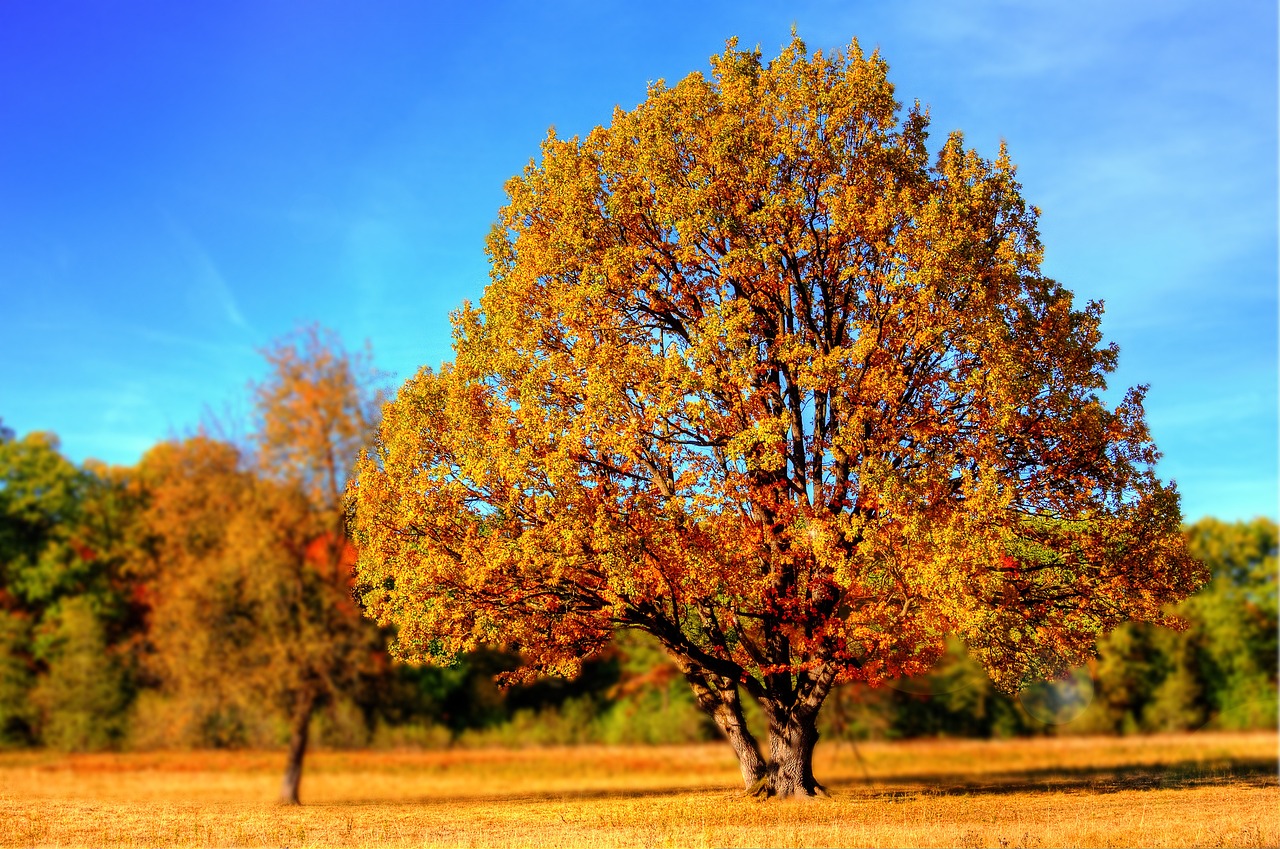¿Cómo se llama el árbol de las moras?