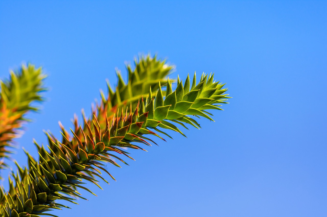 ¿Cuánto mide la araucaria más grande?