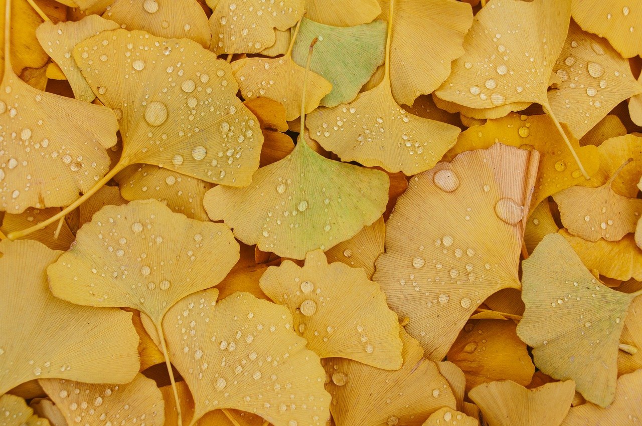 ¿Cuánto tarda en crecer el ginkgo?