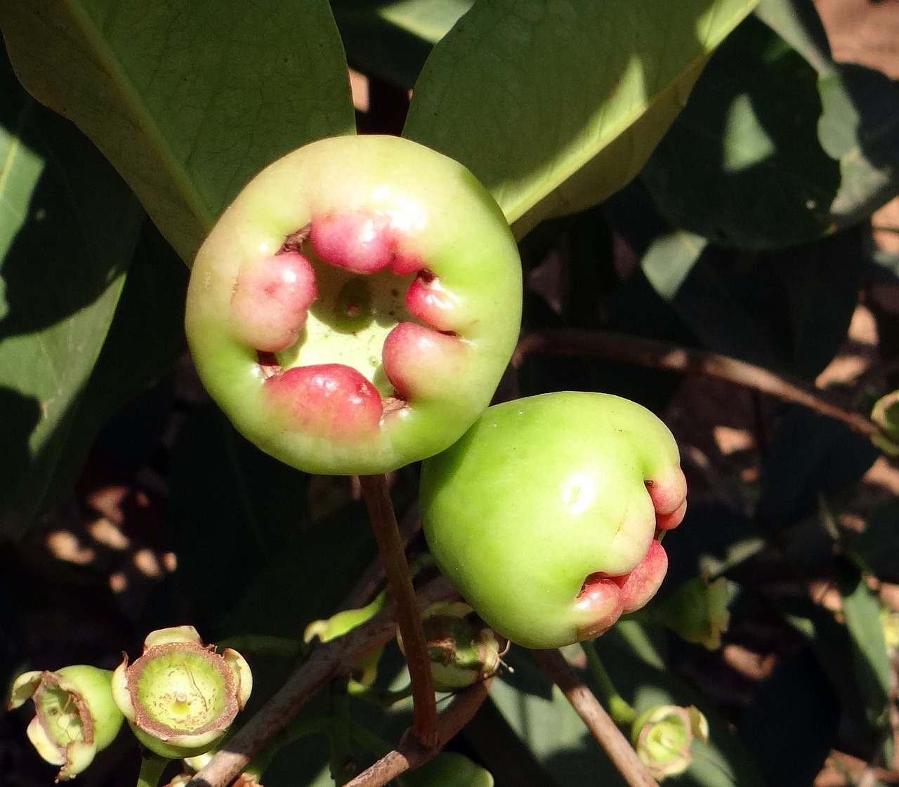 ¿Cuánto tarda un árbol de pomarrosa en dar frutos?