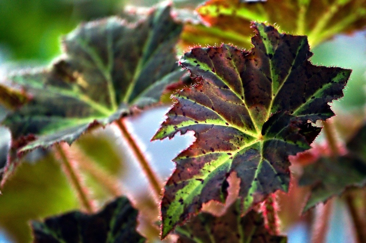 Do begonias come back every year?