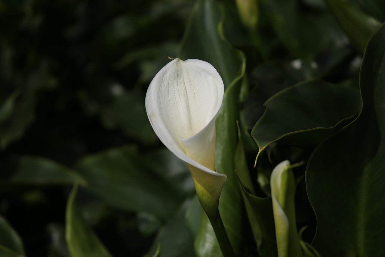 ¿Dónde poner la Alocasia?