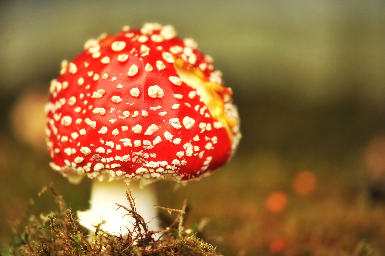 ¿Qué setas se pueden cultivar?