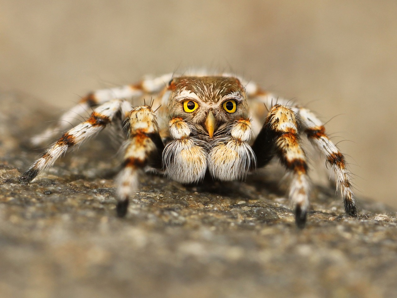 ¿Cómo combatir la araña roja de los cítricos?