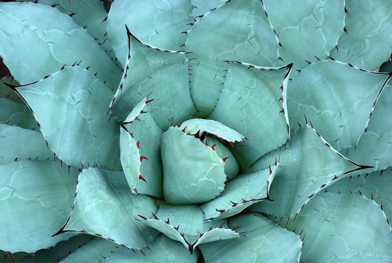 ¿Cómo reproducir la planta de aloe vera?