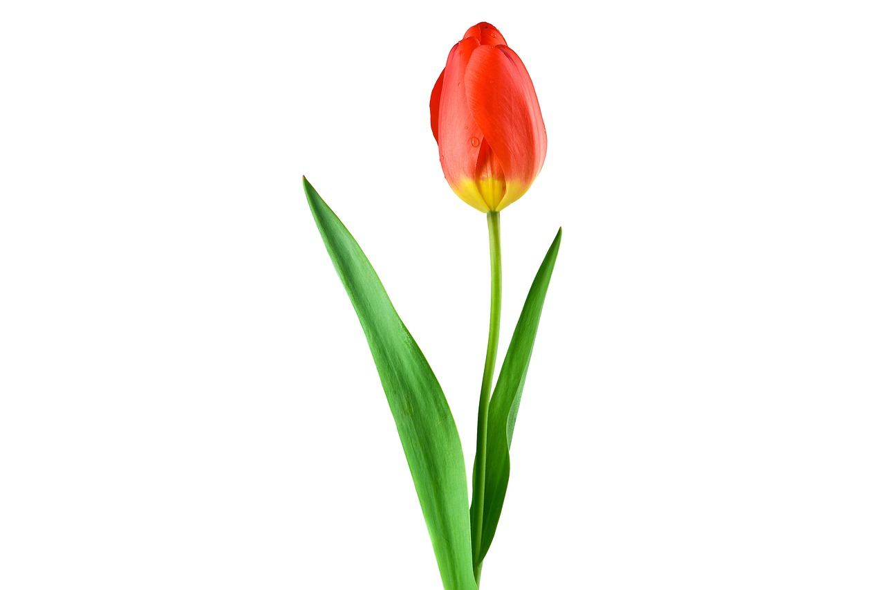 ¿Cuántas veces hay que regar la flor de Pascua?