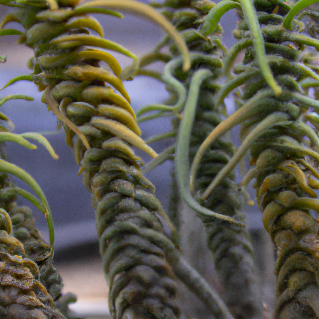 ¿Qué es bueno para la Alternaria en las plantas?