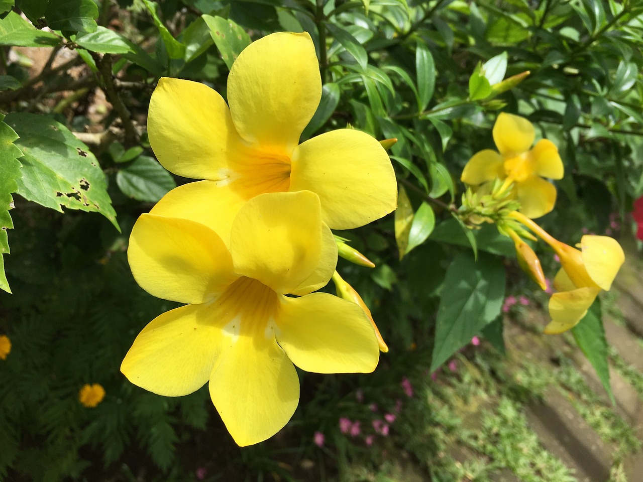 ¿Cuál es la flor trompeta amarilla?