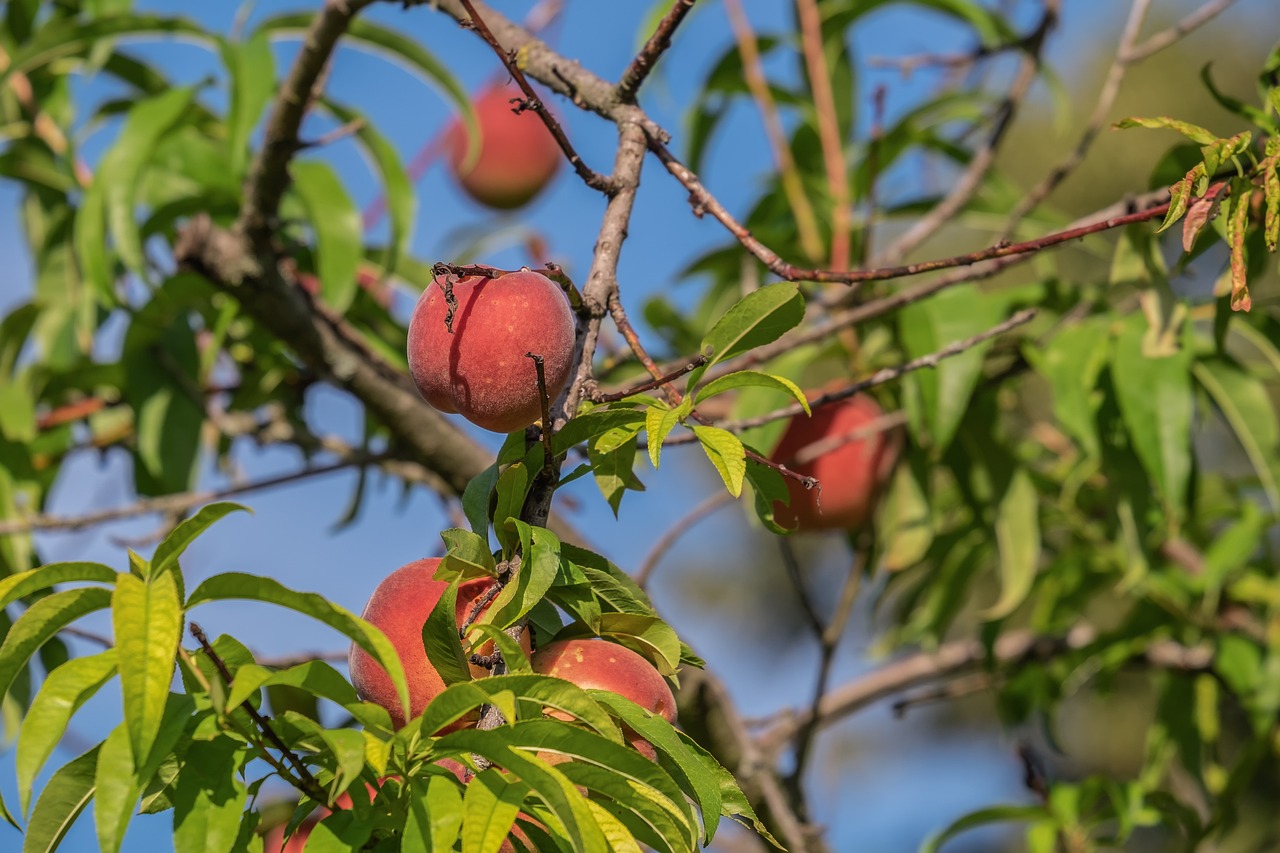 ¿Cuánto tarda en dar fruto un melocotonero?