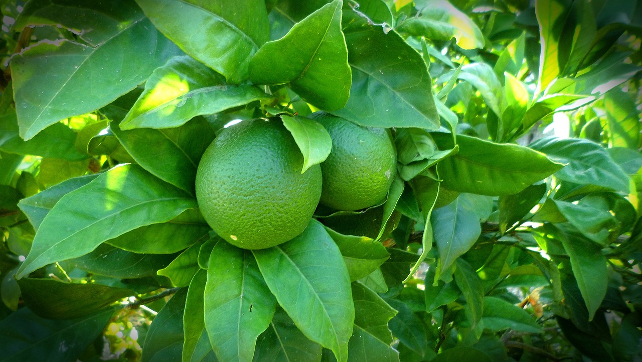 ¿Cuánto tiempo se tarda un árbol de limón en dar frutos?