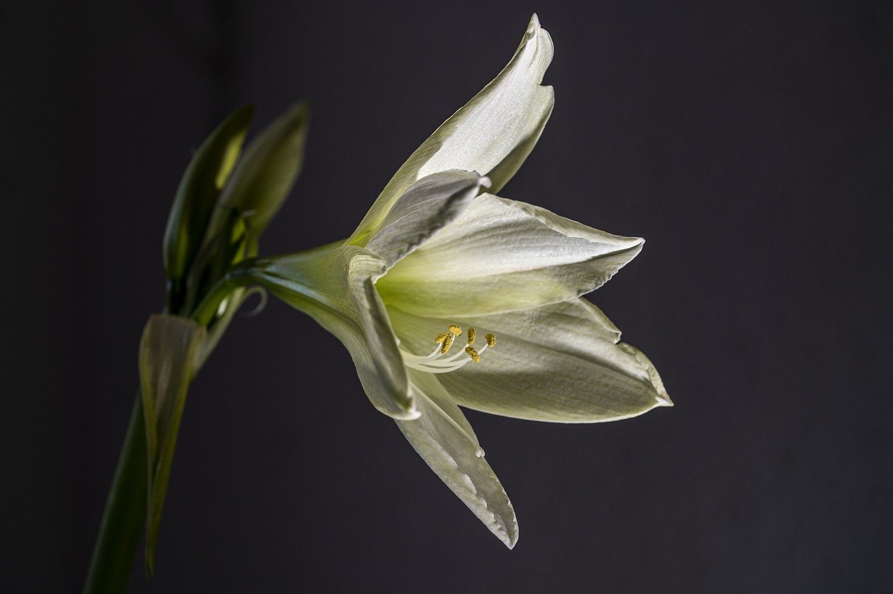 Does amaryllis come back every year?