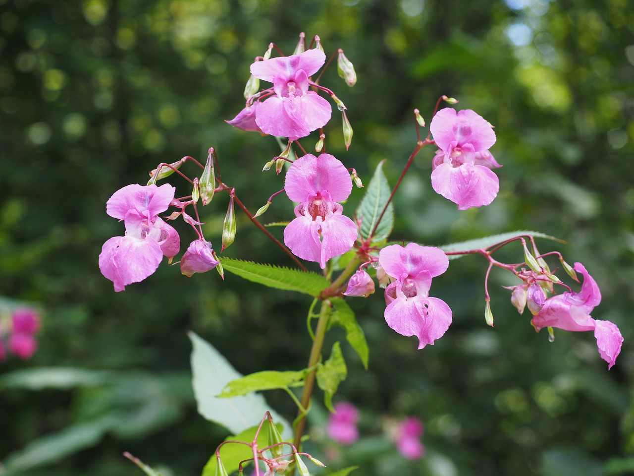 ¿Qué es y para qué sirve la balsamina?