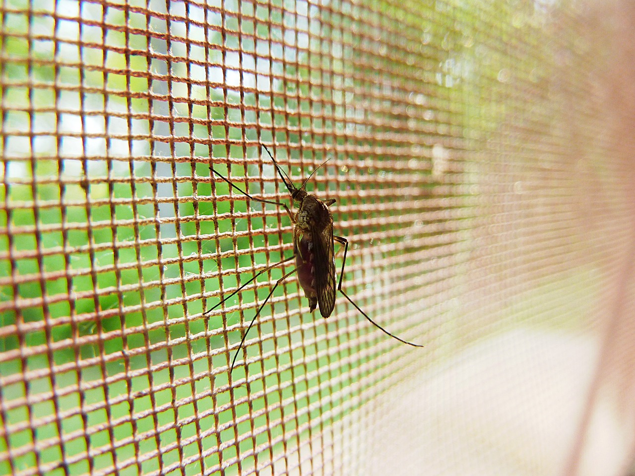 ¿Qué insecticida mata el minador?