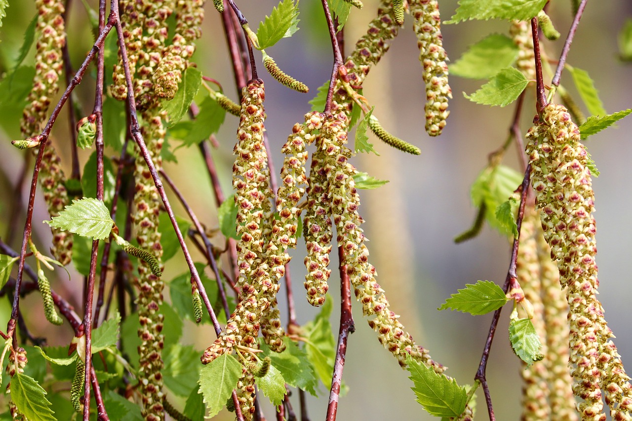 ¿Qué plantas pueden causar alergias?