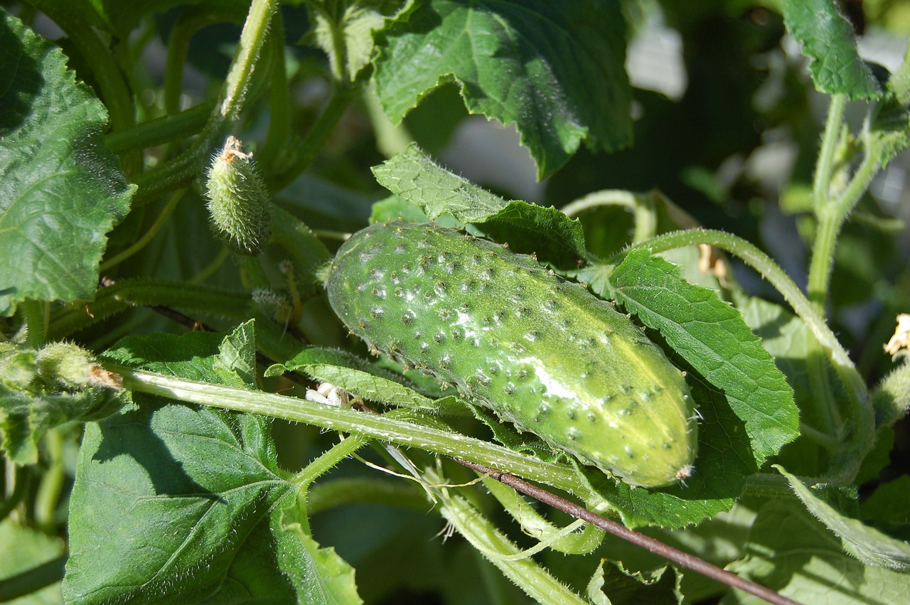What is the flavor of pepino fruit?