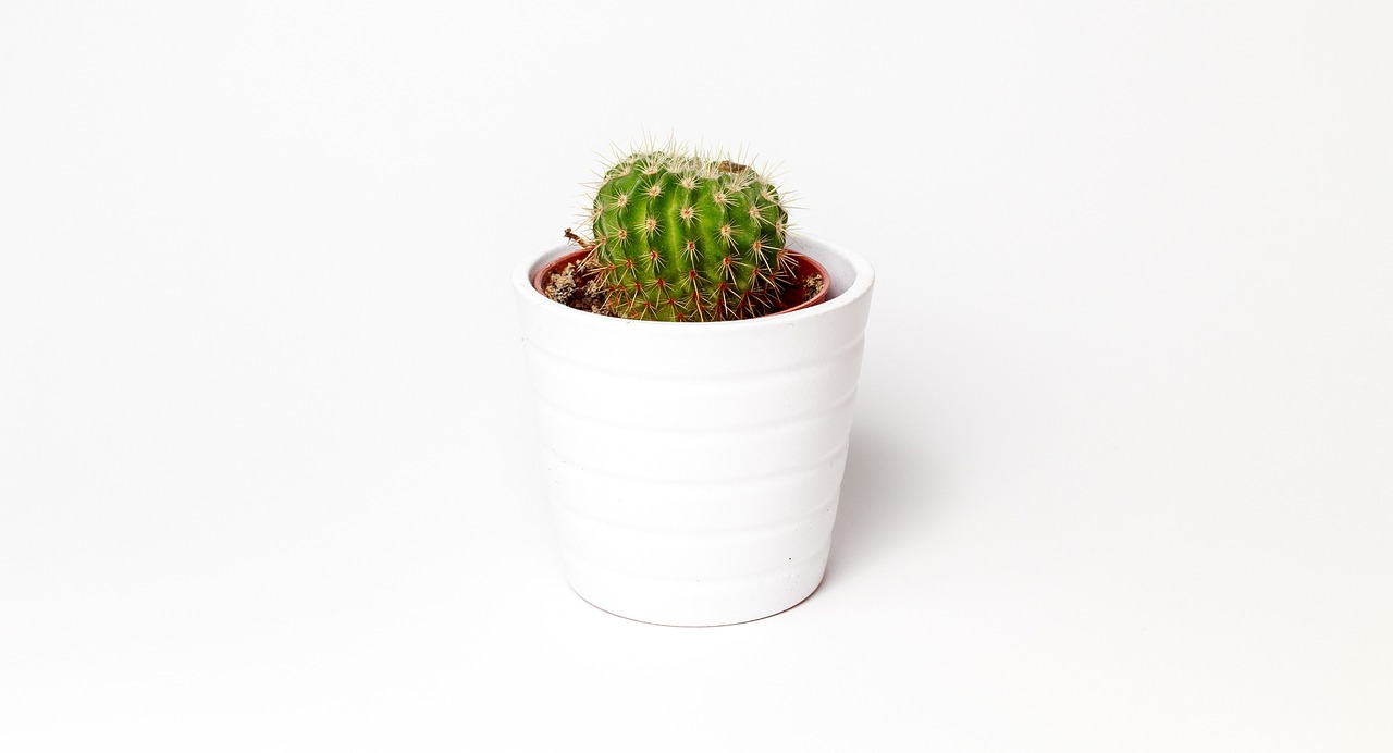 ¿Cómo se llama el cactus con flor rosa?