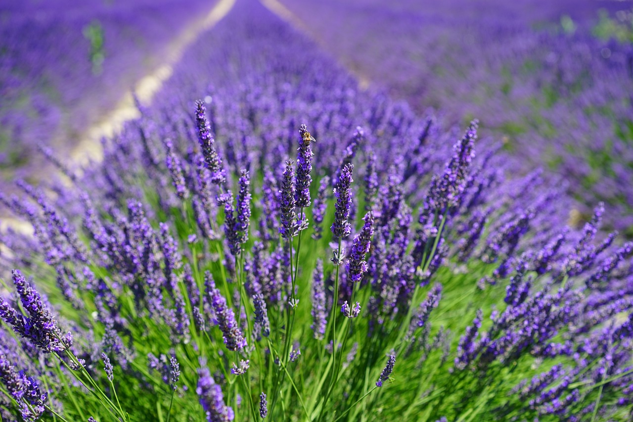¿Cuántas veces al año florece la lavanda?