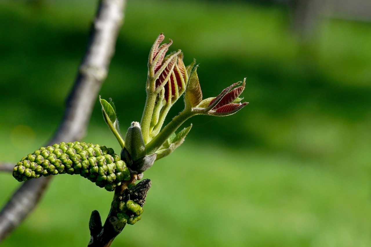 ¿Cuánto tarda un árbol de nogal en dar nueces?