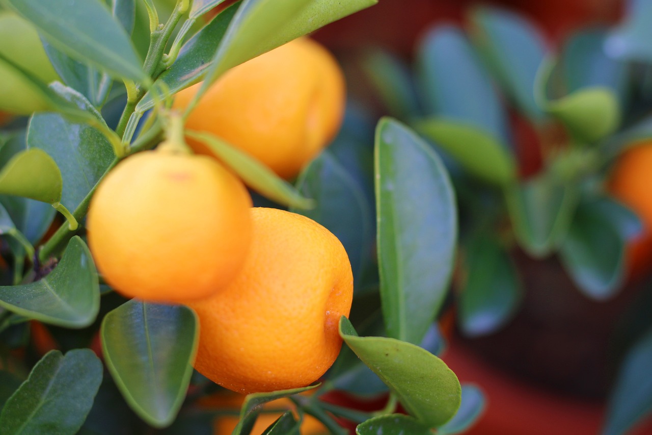 ¿Cuánto tiempo tarda en crecer un árbol de mandarina?